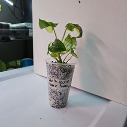 Philodendron Burle Marx Aurea (TC) (8)