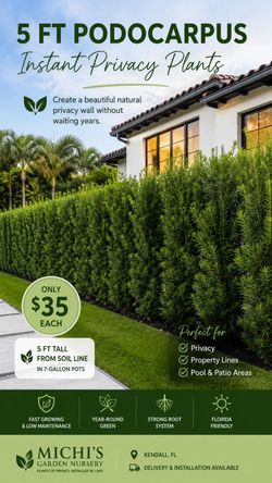 Huge Podocarpus Plants Feet Tall!!!  Excellent For  Privacy!!!