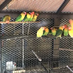 Bella’s jaulas para aves en estado nuevo, distintos tamaños, venta por unidad y al mayor pregunte excelentes precios ,