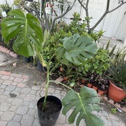 Beautiful Monstera