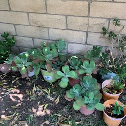 Succulent 
