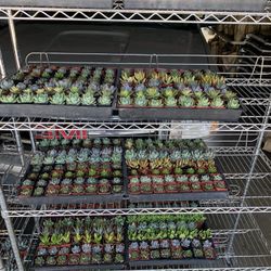 Succulent Sale 2 Inch Pots 2$ Each Buy More Than 5. And There Only 1.50$ Each