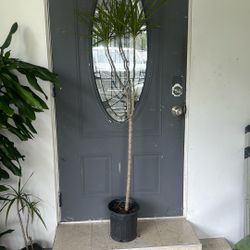 Dragon Tail Dracaena Marginata House Plant Available 