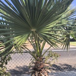 Palm Plant