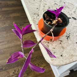 Spiderwort Plant/Tradescantia