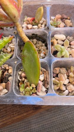 Home-Grown Jade Plant Propagations (Crassula Ovata)