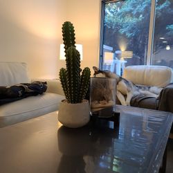 Cactus Plants
