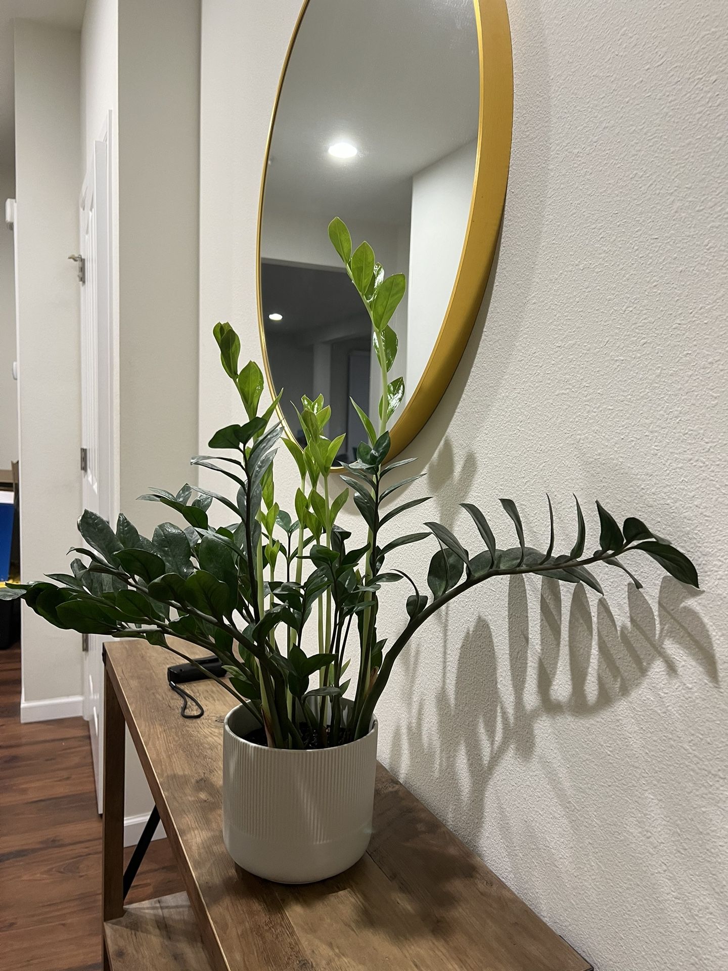 Zz Plant 29”W28”H