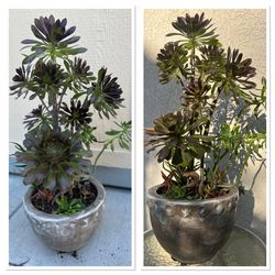 Beautiful Tall Mature Succulent 