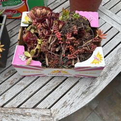 Succulents $5 A Box 