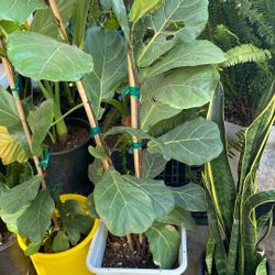 Ficus