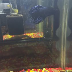 (healthy) crowntail Betta