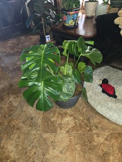 Large Healthy Monstera Plants In 14in Metallic Pots