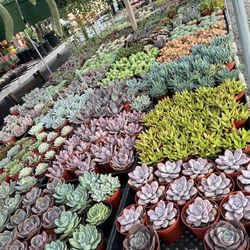 4” Succulents Plants $3 Each 