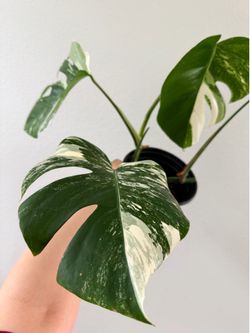 Monstera Albo Variegata – Beautiful Variegation, Mature Leaves