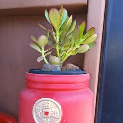 Succulents 