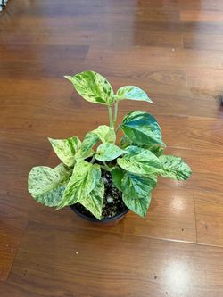 Pothos snow queen