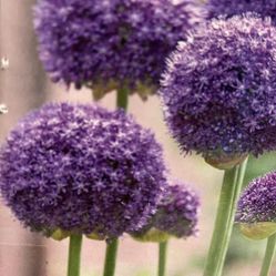 Alliums “Gladiator” 42”/106cm Perennisl Plant, ❗️3 In 1pot.