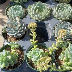 Succulents And Cacti 