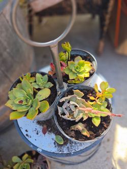 Variety of succulents.