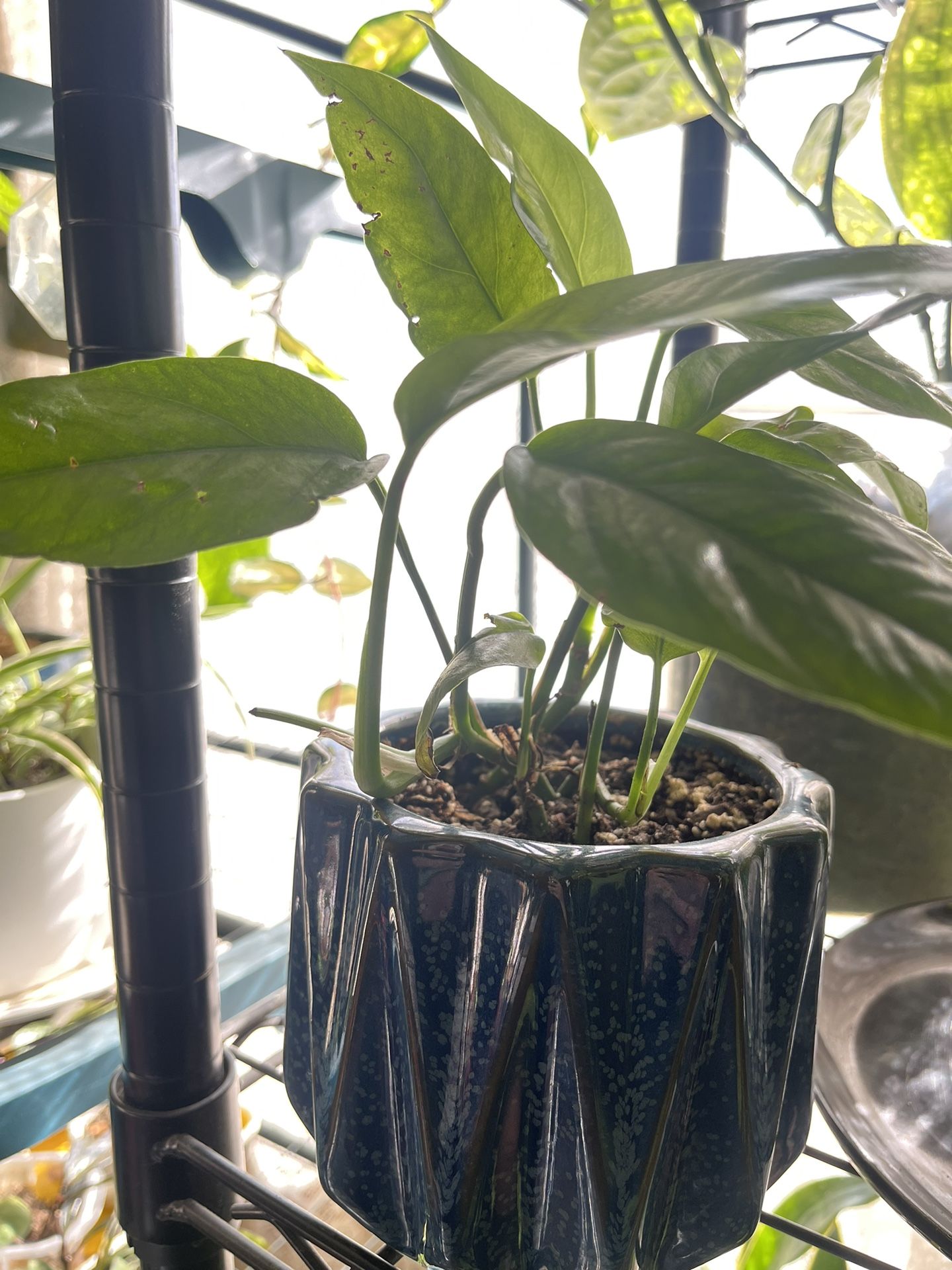 Baltic Blue Pothos Live Plant 