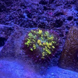 Fake Magic Carpet Mushroom Picture