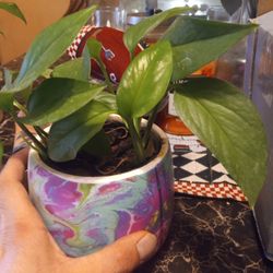 Indoor Vine Plant 