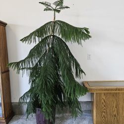 Norfolk Pine 