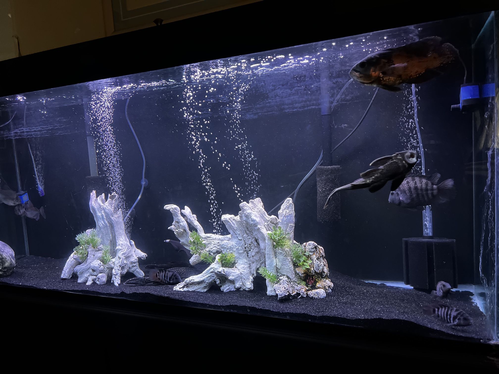 fish tank decor