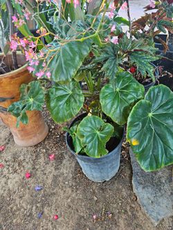 5 gallons plants