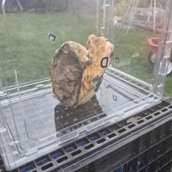 Petrified wood