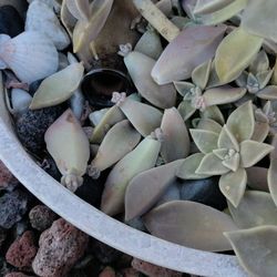 Ghost Succulent