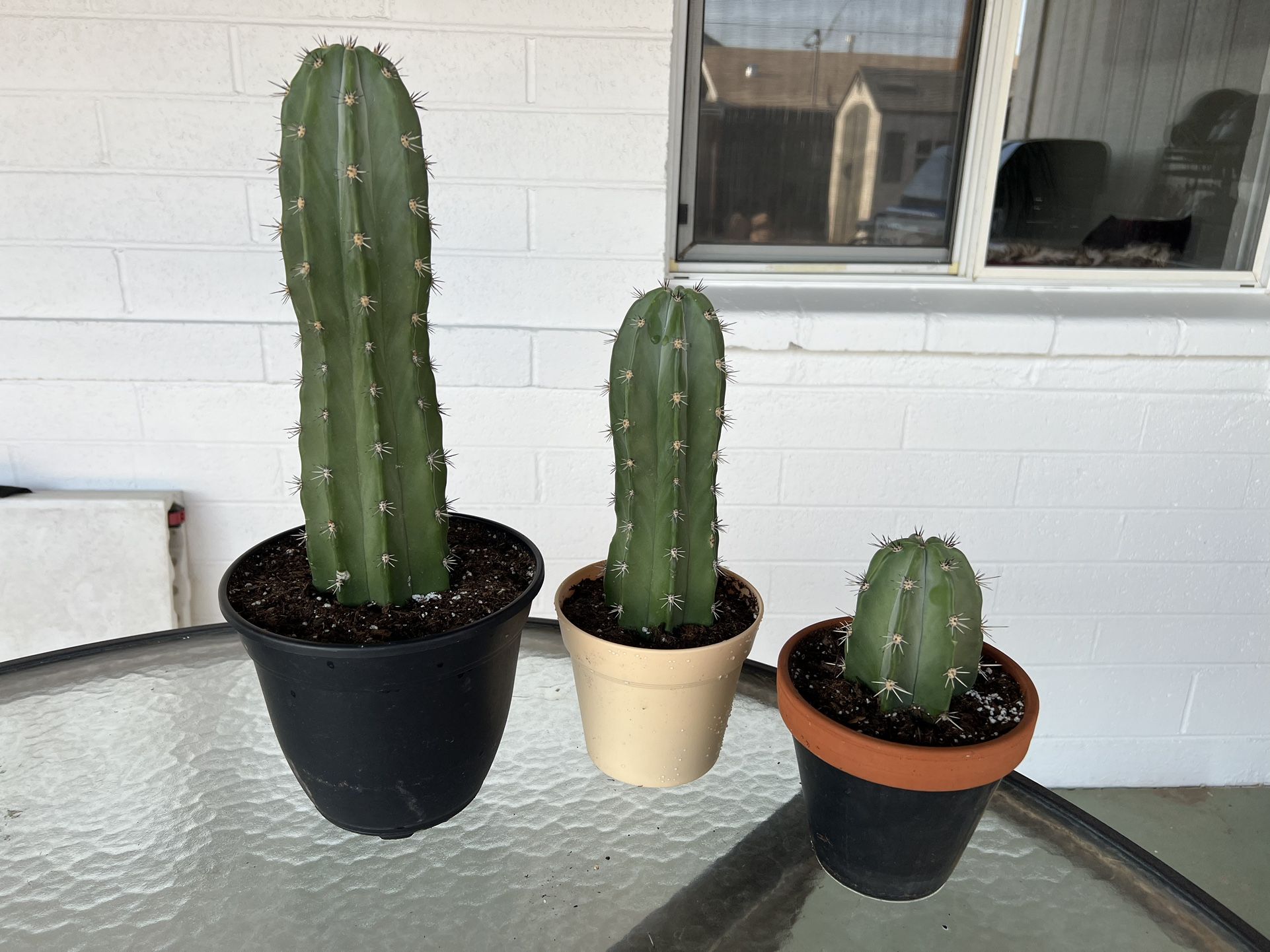 Organ Pipe Cactus - All Sizes Available. 