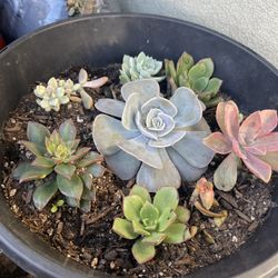 Mix Succulent Bowl
