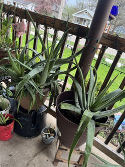 Aloe Vera