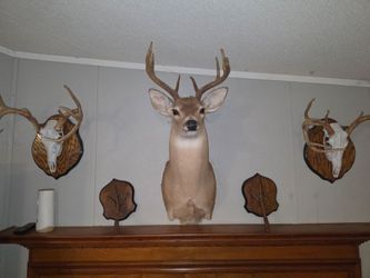 Deer Head & Moore Picture