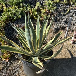 Cactus Huge Ready To Plant 