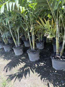 Palms