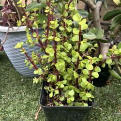 Succulent Tree 