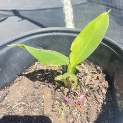 Truly Tiny Banana Tree Plant 