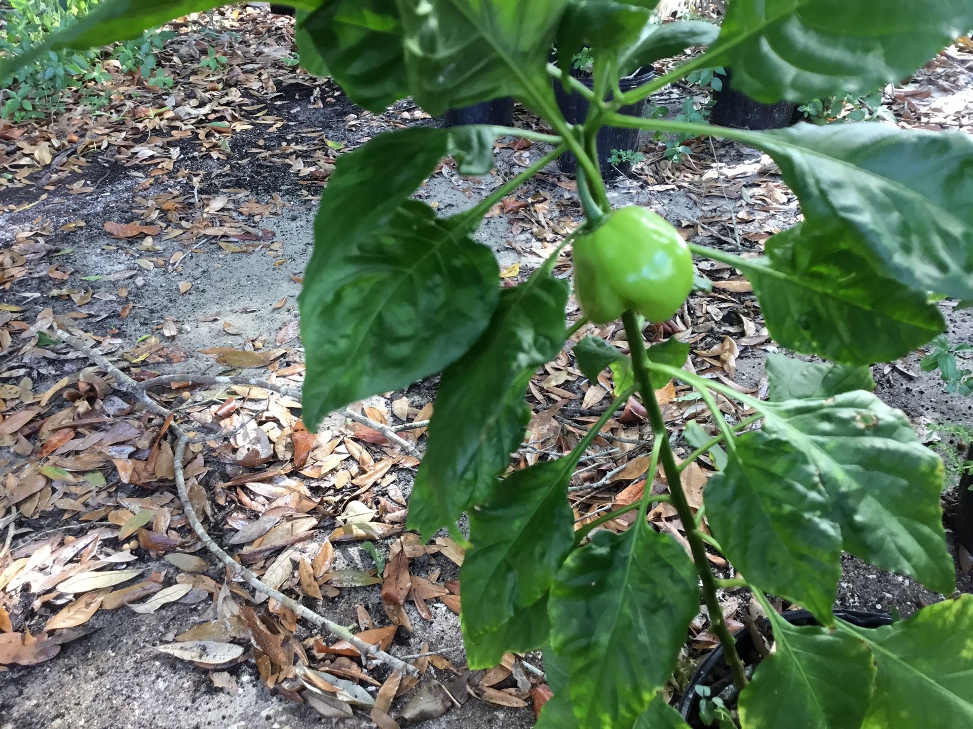Ajises dulces de Puerto Rico