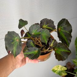 Begonia “boyfriend” 