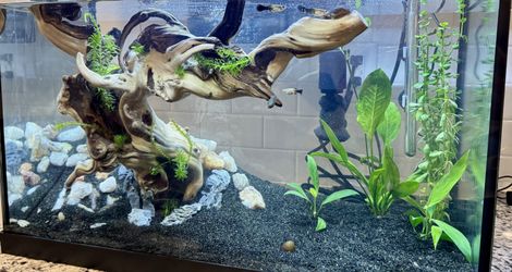 20-Gallon Fully Cycled Planted Aquarium, Complete Ecosystem, Everything Included