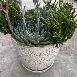 Succulent plant and pot
