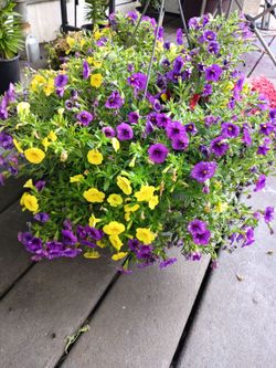 Hanging basket