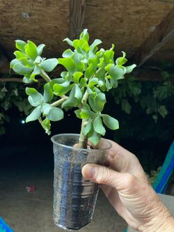 Jade plant