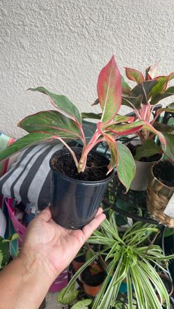 Aglaonema Plant $3