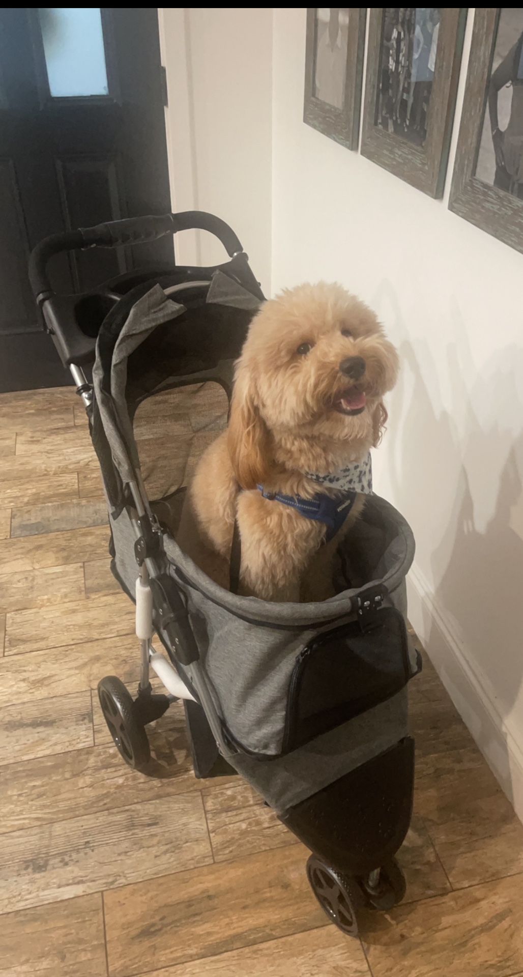 Dog Stroller