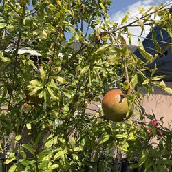 FRUIT TREES AND MANY OTHER PLANTS 