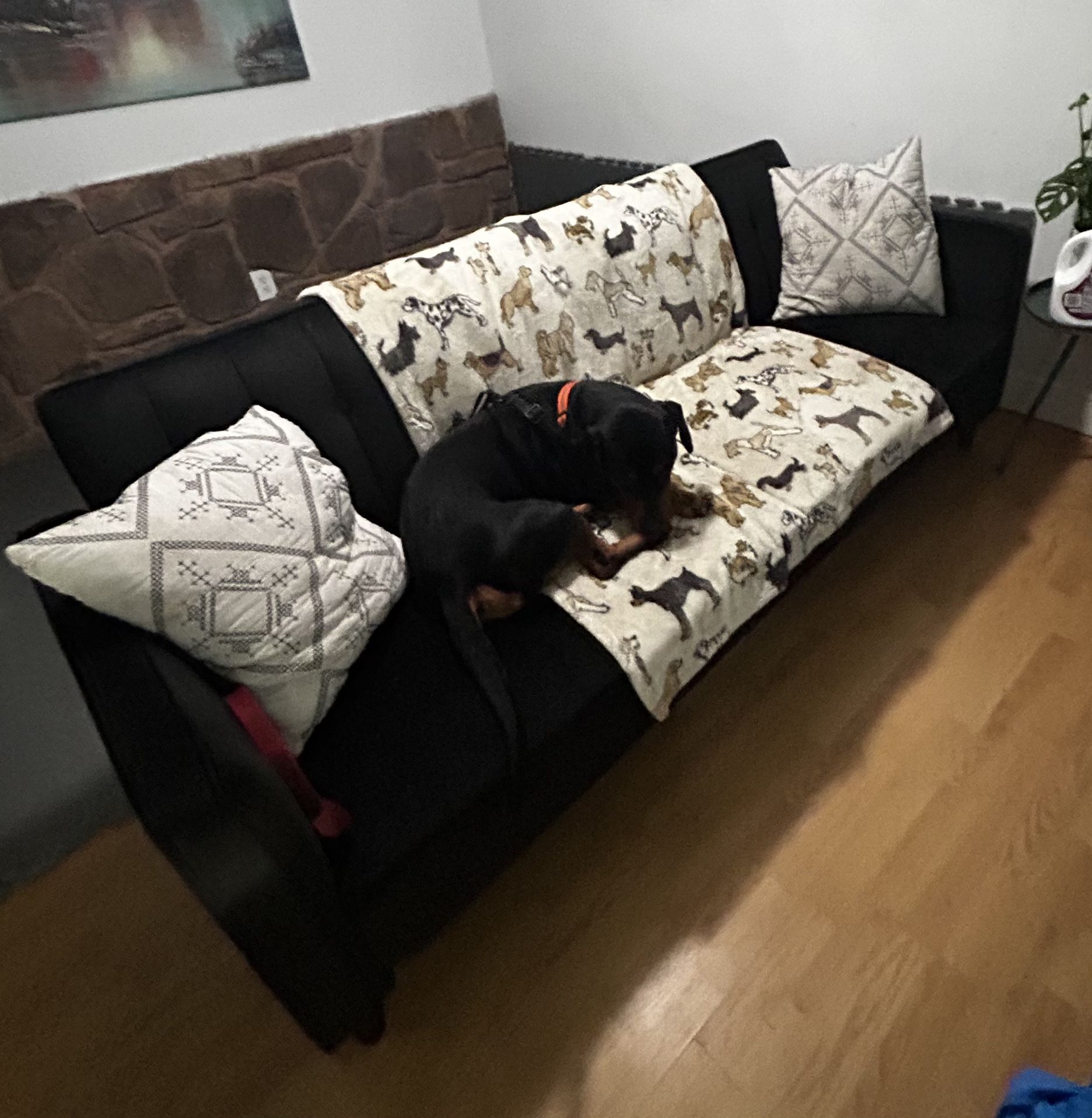Black Velvet Futon Wayfair
